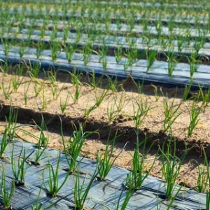 Film agrícola natural (Solarización)