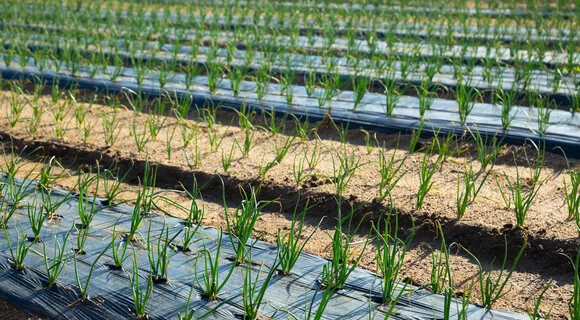 Film agrícola natural (Solarización)