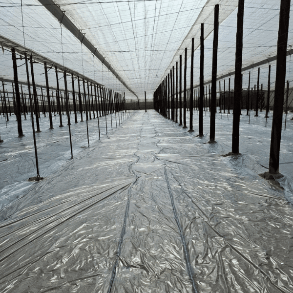 film agricola solarizacion Plástico agrícola de doble cámara